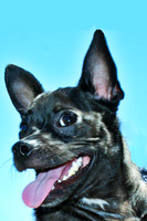 Little Black Dog