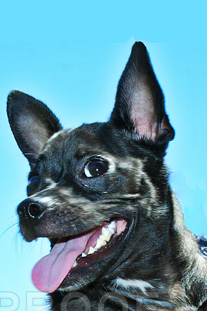 Little Black Dog
