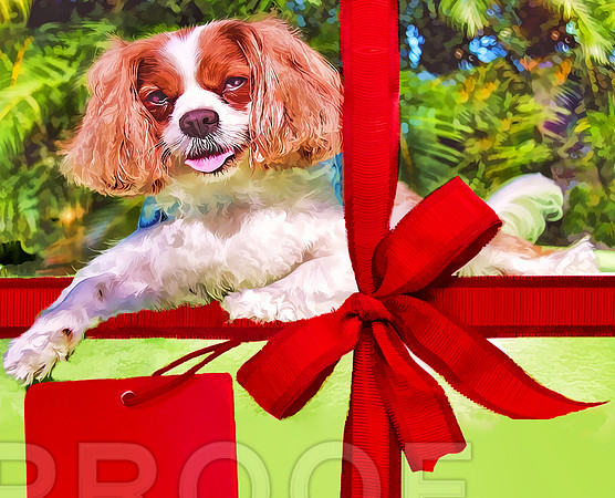 Gift Card Greeting Card w/ King Charles Cavalier