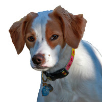 Lady 1 as puppy