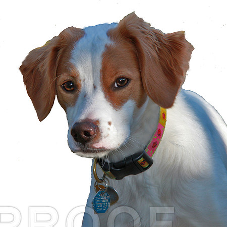 Lady 1 as puppy