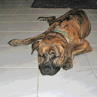 tony on tile pstr