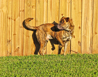 tony fence 2