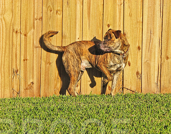 tony fence 2