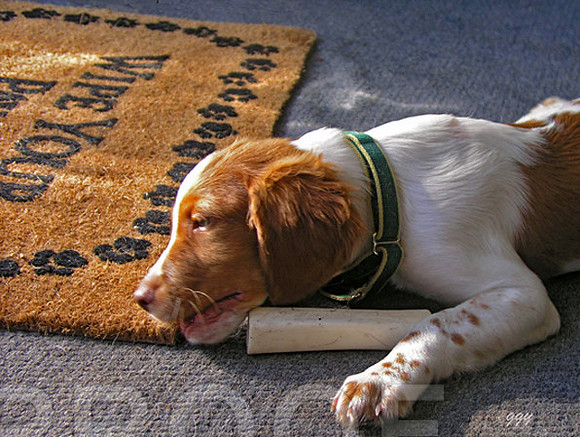 Sonny Wipe Your Paws