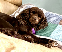 Oakley g 2 on pillow