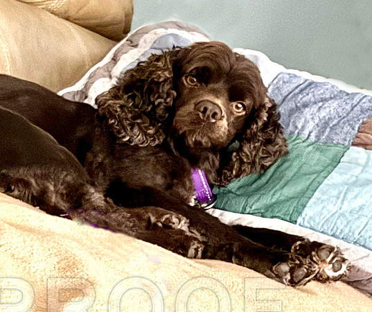 Oakley g 2 on pillow