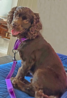 Oakley, Adoption Pending