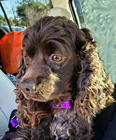 oakley deb 1