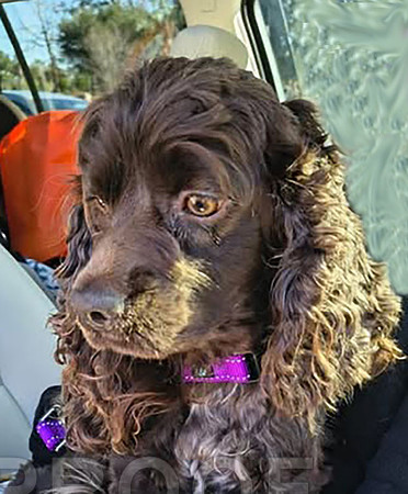 oakley deb 1