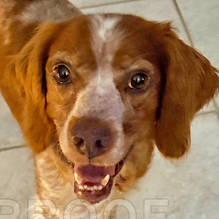 1st day picture, a happy, sweet 7 yo rescue!