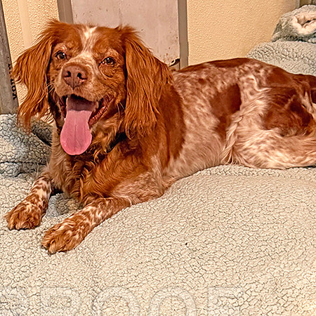 Pepper checked out her new kennel.