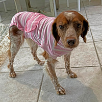 Her new outfit, to prevent chewing on stitches.