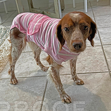 Her new outfit, to prevent chewing on stitches.