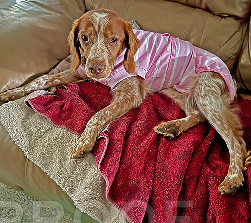 Lounging, ready to watch some tv.