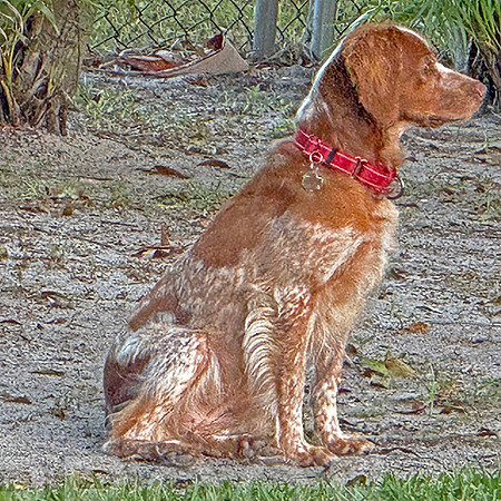 It's her yard, must guard.