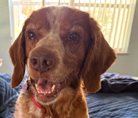 Life is good, great food, yard to play in & lots of affection.