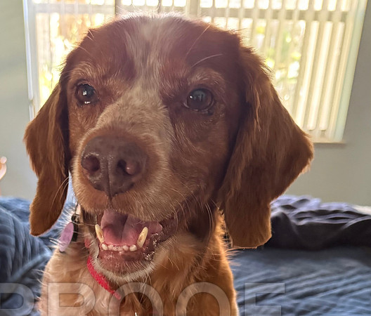 Life is good, great food, yard to play in & lots of affection.