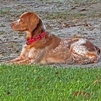 Pepper resting in her new backyard.