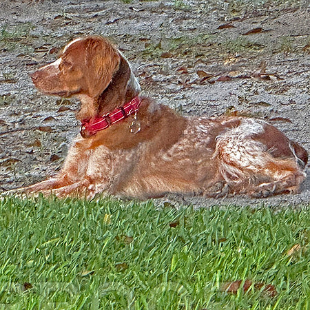 Pepper resting in her new backyard.