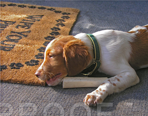 Dog and Bone