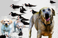 birds labs on sand pstr