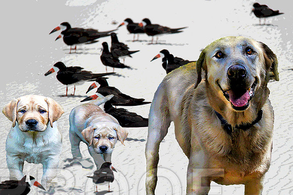 birds labs on sand pstr