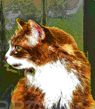 A the cat