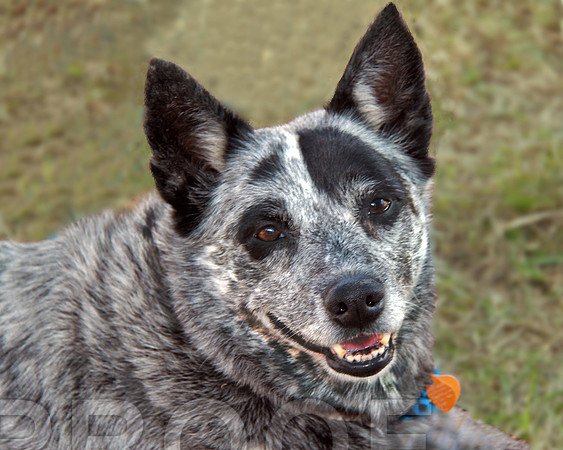 cattle dog 050