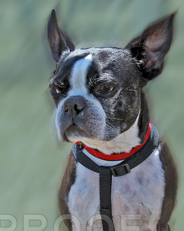 Boston Terrier 071