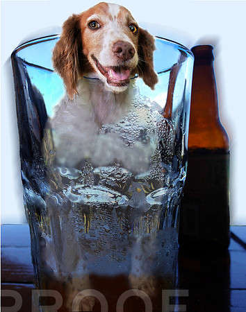 Brewski Boy Brittany