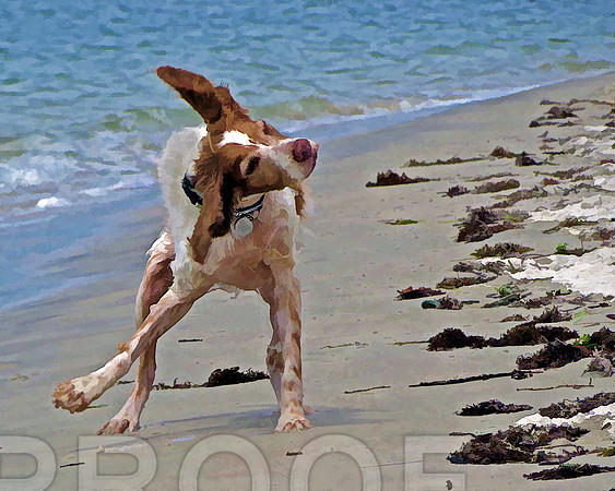 Sonny at beach 0284 ol