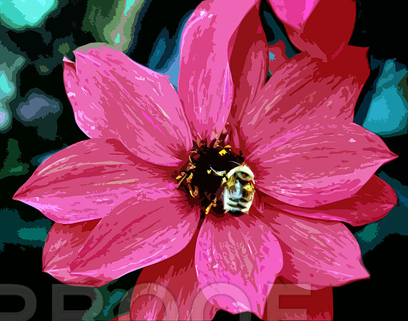 bg 2025 Dahlia