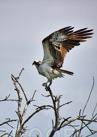 Hawk 8562
