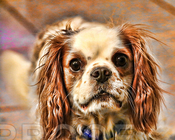Charlie 0152