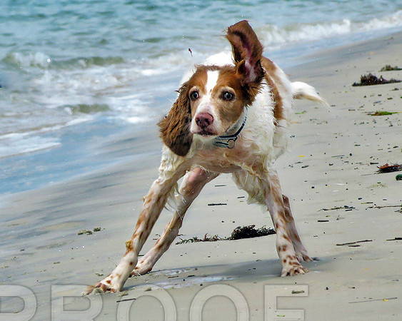 Sonny at beach 0286