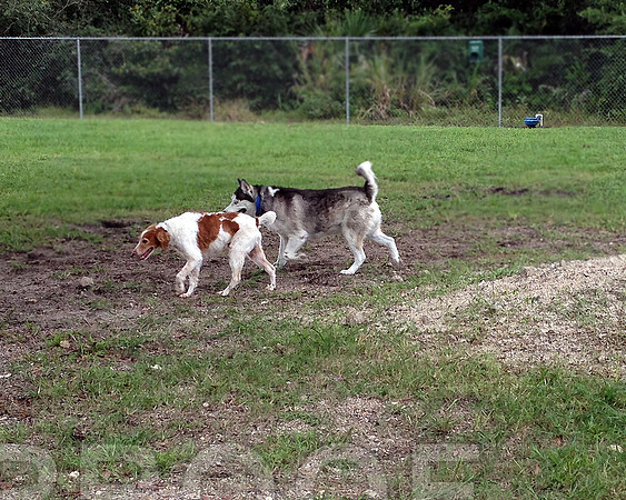 Sonny at dog park 0398