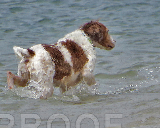 Sonny at beach 0342