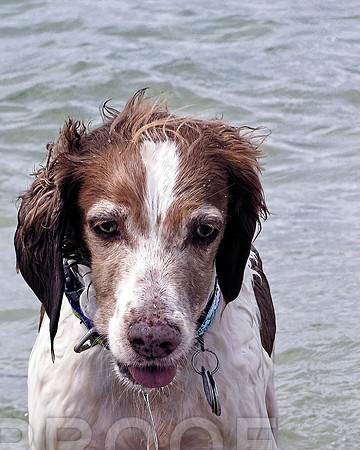 Sonny at beach 0332