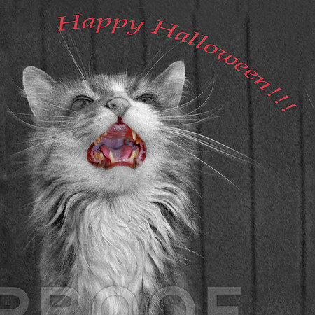 happy halloween cat