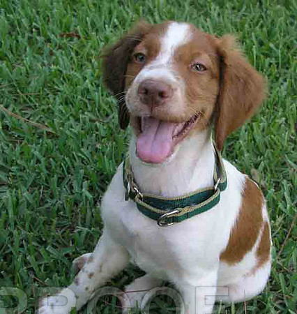 Sonny Pup