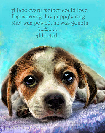 face for adoption