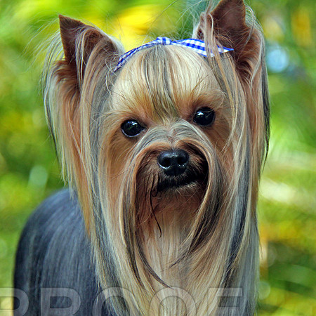 What a face? Yorkie  021