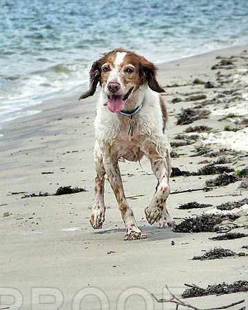 Sonny at beach 0287