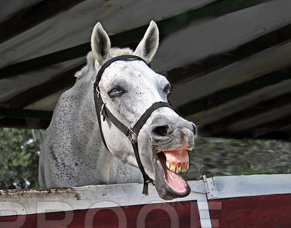 Hee Haw 29
