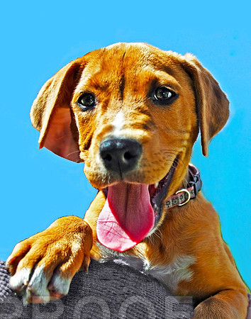 Playful Puppy Lab 364