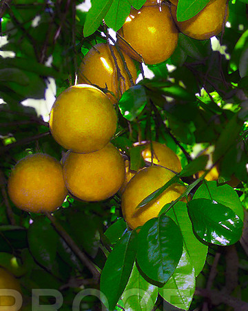 grapefruit08