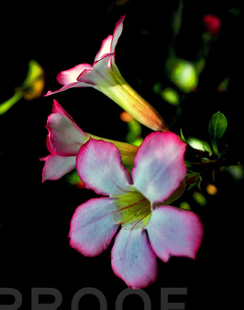 Desert Rose Bellows