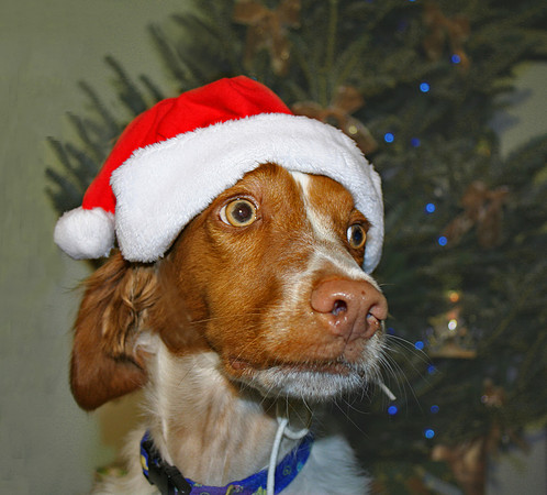 Sonny with Christmas hat