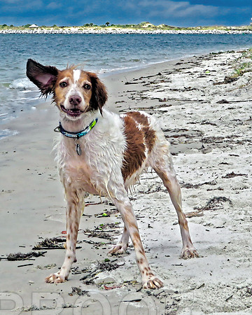 Sonny at beach 0368, Brittany
